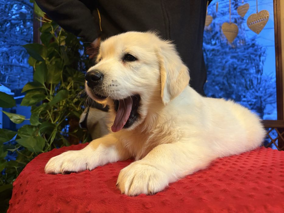 Piesek Golden Retriever ZKwP FCI