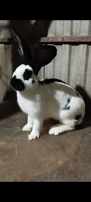 Продам кролів німецький строкач!