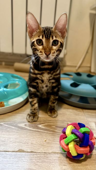 Бенгальські кошенята