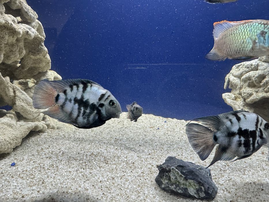 Продам рибок цихлід та сомів