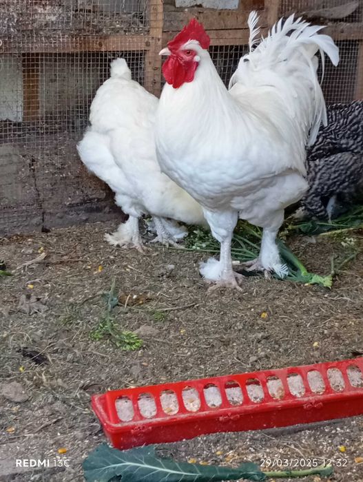 Malines Branco - Ovos