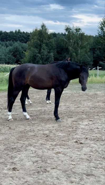 Ogierek Taloubet Z x Numero Uno 2023