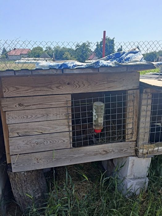 Sprzedam klatki do królików