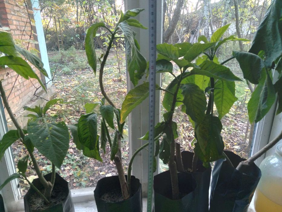 Бругмансія рожева.