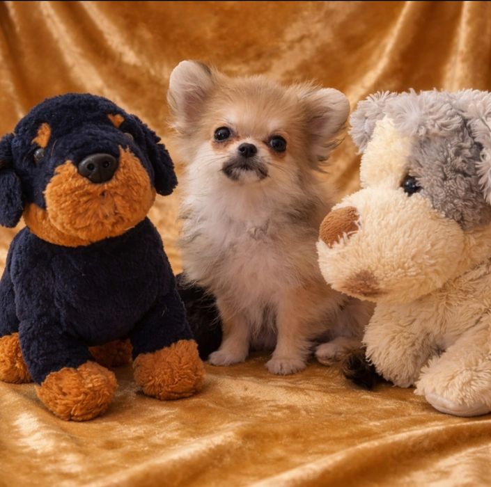 Помчик мини 4 месяца 750 грамм мини