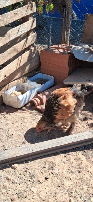 Tenho frangos da raça Brama para venda 20€