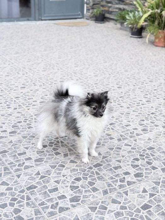 Spitz Anão miniatura
