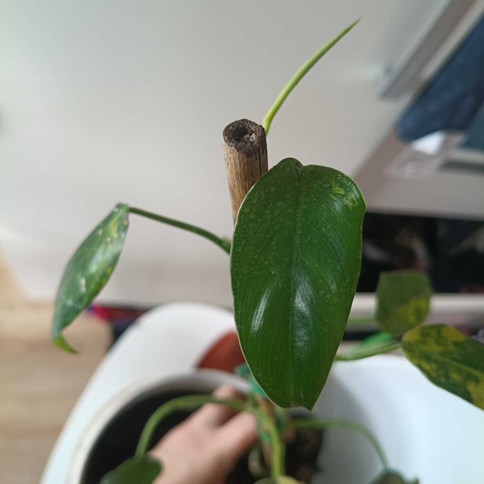philodendron domesticus variegata-cięty szczyt