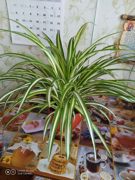 Квіти кімнатні , хлорофітум