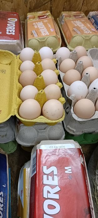 Sprzedam świeże jajka własnego chowu