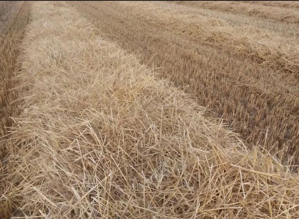 Słoma żytnia na pokosie 6,5 ha