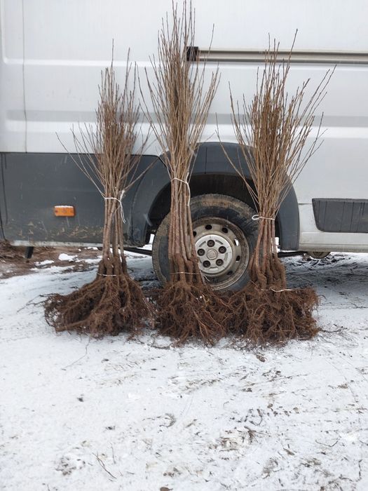 Wiśnia nefris wiśnia  wisnie łutówka