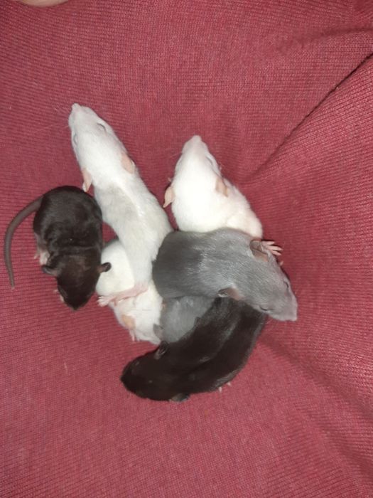 Крысята  крыса дамбо голубая щурята