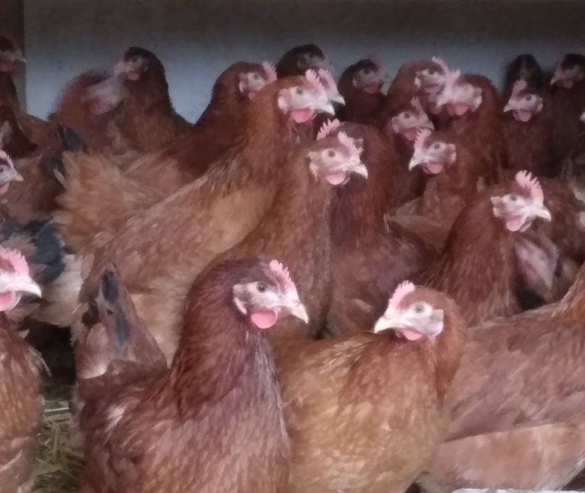 Kury nioski młode z jajkiem