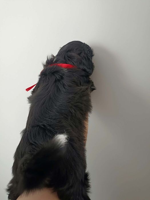 Suczka shih tzu szuka domku