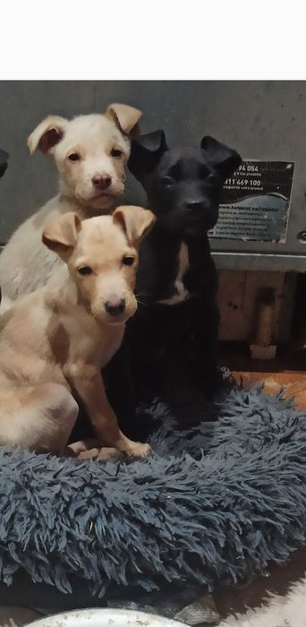 Віддам в добрі руки метиси тато стаф мама двортерєр