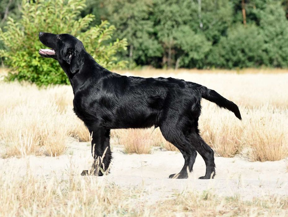 FLAT COATED RETRIEVER - super chłopczyk z potencjałem :)