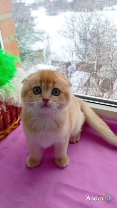 Лялькова дівчинка золота шиншила. Шотландська висловуха