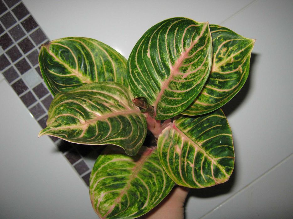 аглаонема яркие комнатные декоративные цветы есть детки от 200грн