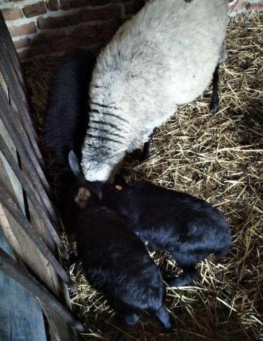 Продам вівці романівської породи