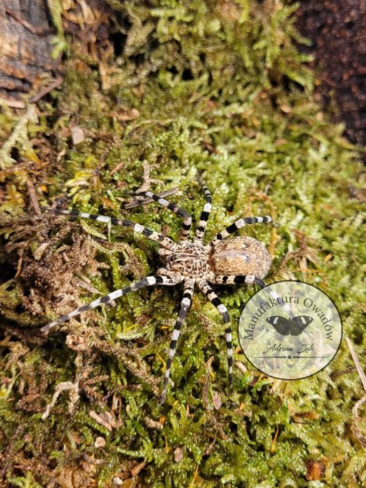 Viridasius fasciatus L4/5 - Pająk właściwy