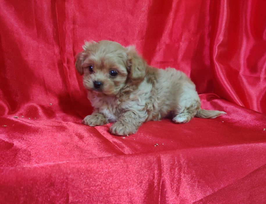 ‼️Шикарная толстушка мальтипу Ф-1