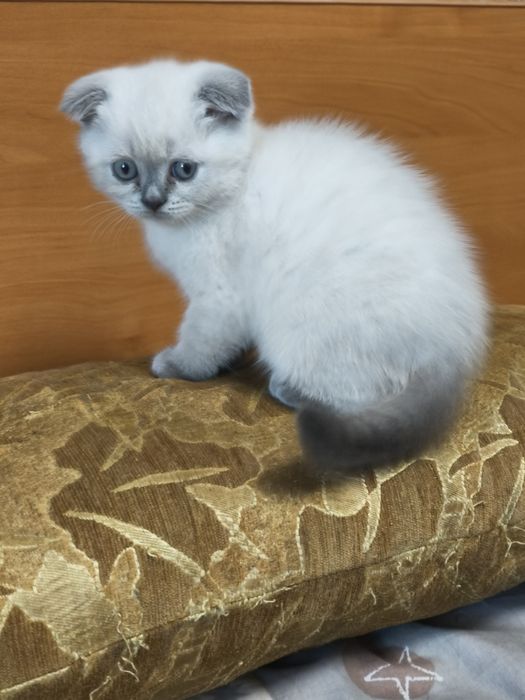 Чистокровні висловухі шотландські кошенята