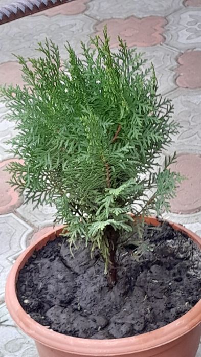 ПРОДАМ ! Саженцы  ТУЙ !