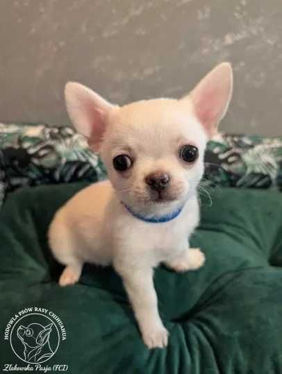 Chihuahua krótkowłosy biały ZKwP