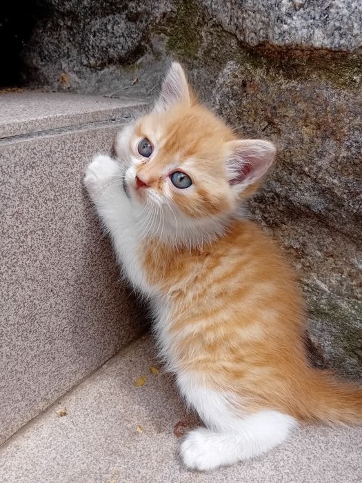 Кошечка полукровка