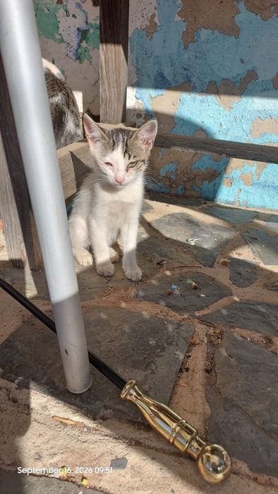 Gatinhos amorosos para adoção responsável
