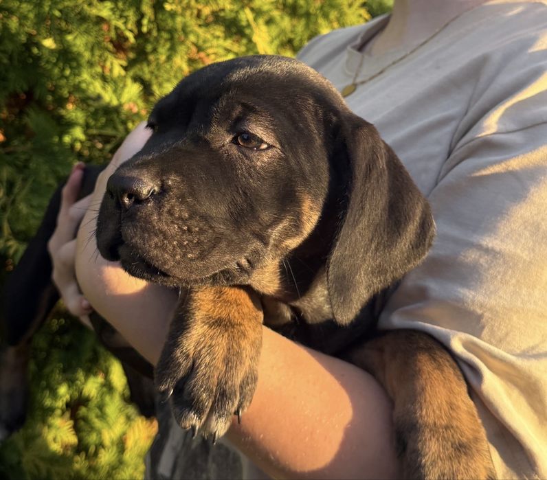 Cudowna suczka cane corso