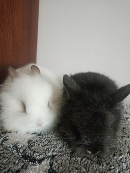 Króliczki miniaturki
