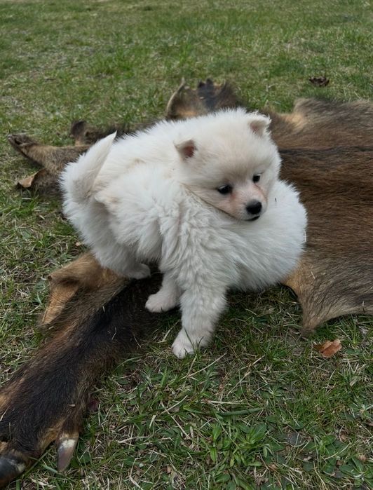 Szpic Średni szczenię