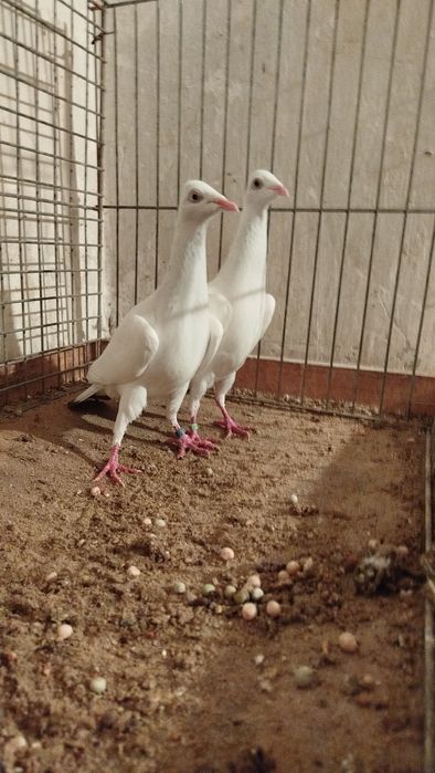 Perłowe   srebrniaki para