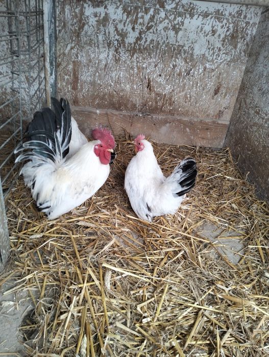 Jajka legowe Lakenfelder,