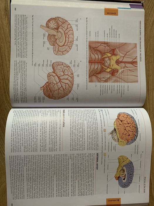 Книга Gray's Anatomy The anatomical basis of clinical Practice 41/e 20
