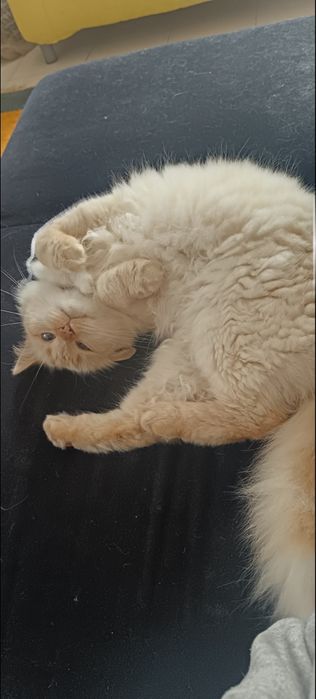 Gatinhos para adoção responsável