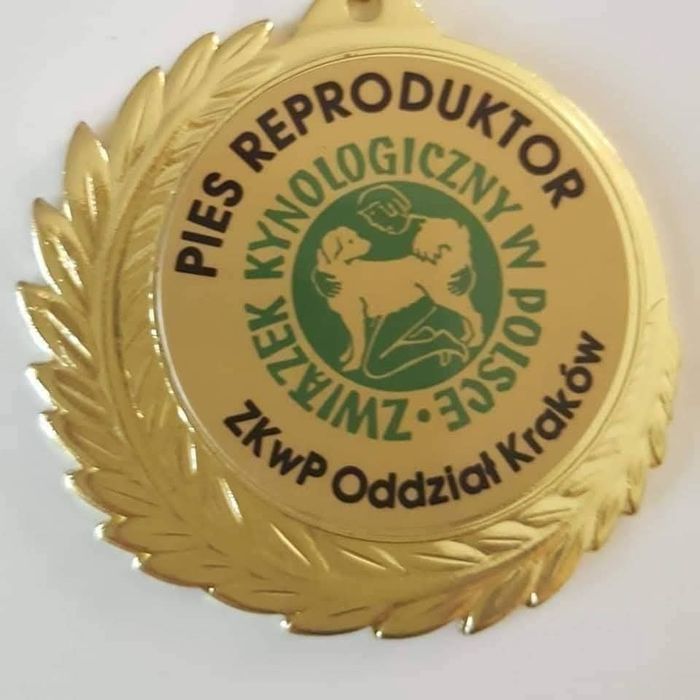 Zapowiedź miotu Alaskan Malamute ZKwP/FCI