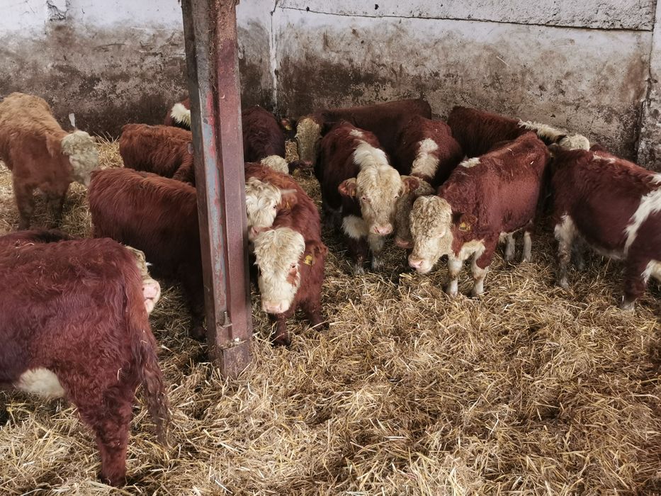 Odsadki mięsne hereford