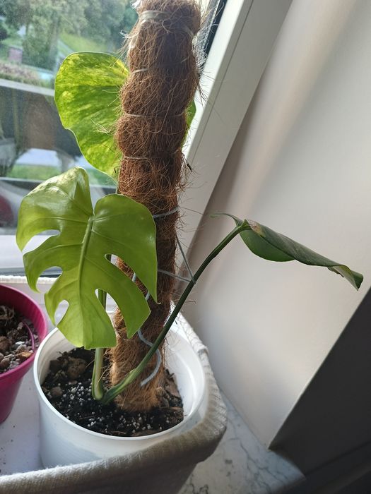 Monstera Yellow Marylin ciety szczyt