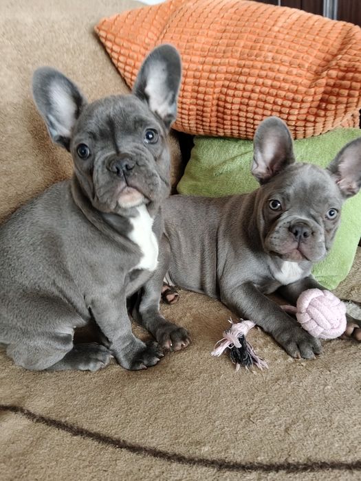 Buldog francuski sunia niebieska by