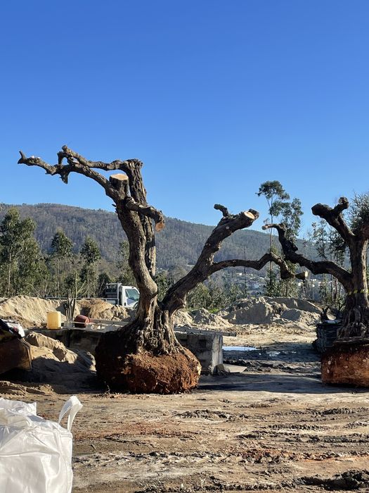 Oliveiras centenarias e venda de terra preta. Transportes