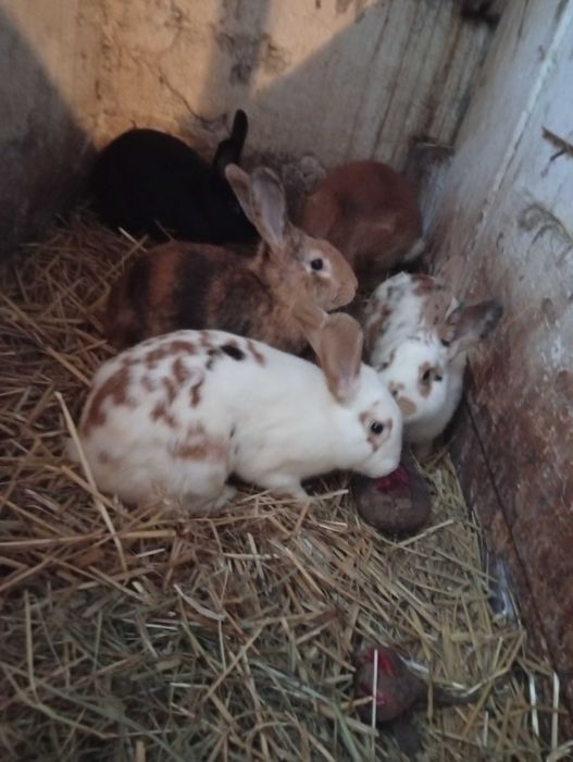 Sprzedam dorosłe króle