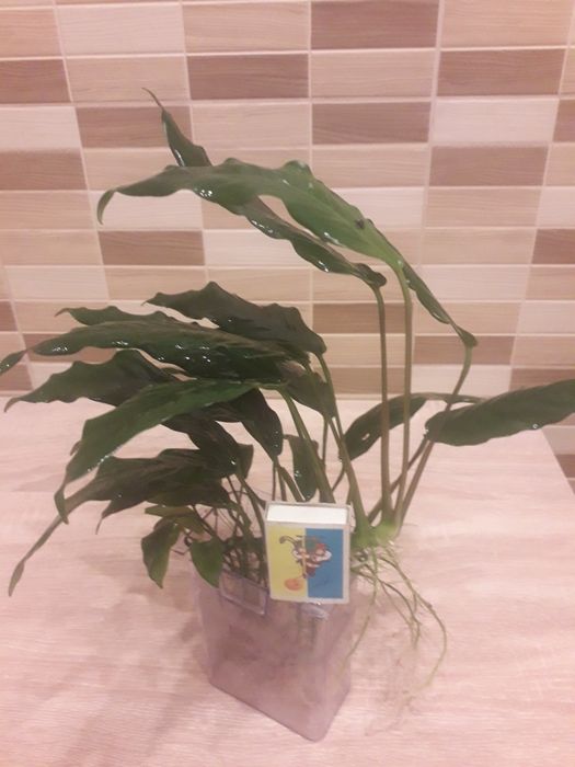 Анубиас Глабра минима.