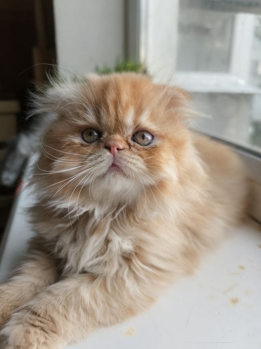 Чарівний Персидский хлопчик Лев