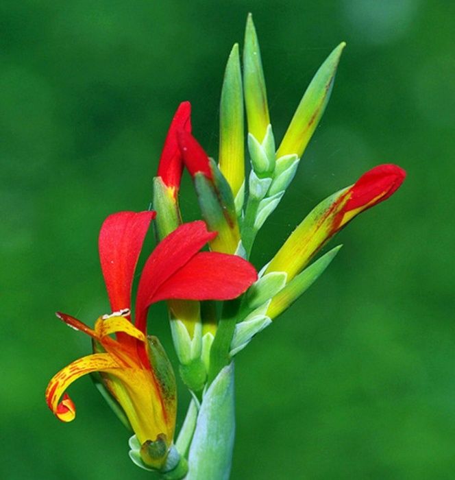 Açores - Canna Limbata - Sementes e Planta - Várias cores - desde 4€