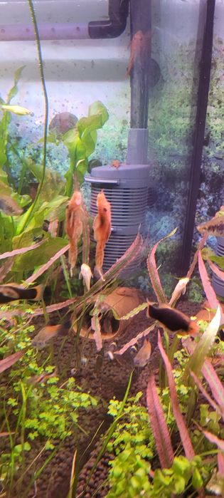 Witam sprzedam zbrojniki super red