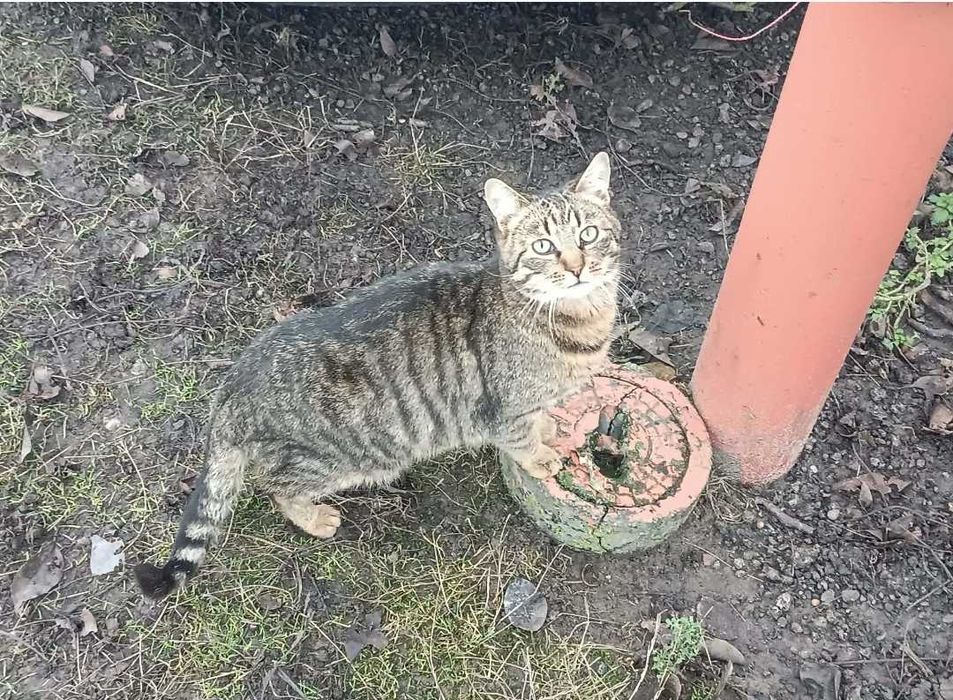 Koty śliczne szukają nowych domow