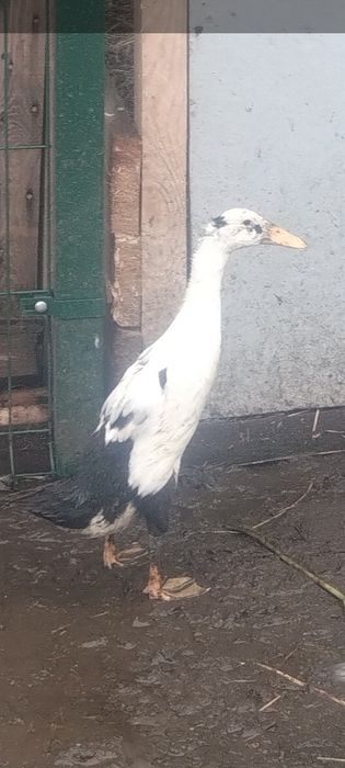 Kaczuszki bieguski